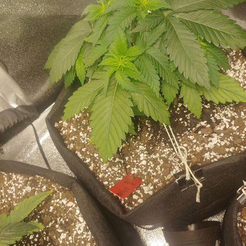 Rilla growlog timeline photo