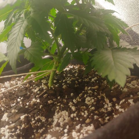 Rilla growlog timeline photo