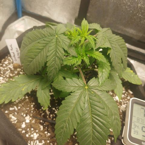 George growlog timeline photo