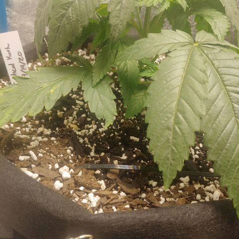 George growlog timeline photo