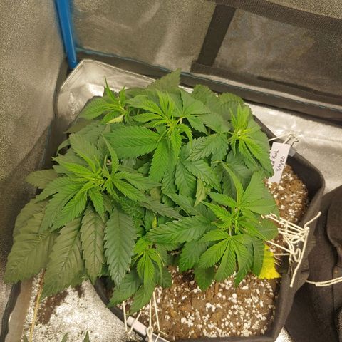 George growlog timeline photo