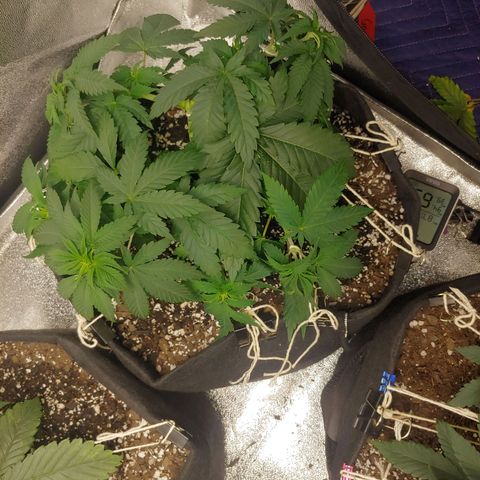 Rilla growlog timeline photo