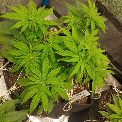 George growlog timeline photo