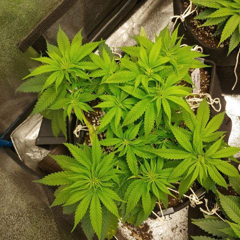 George growlog timeline photo