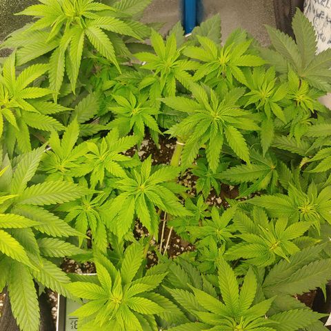 Rilla growlog timeline photo