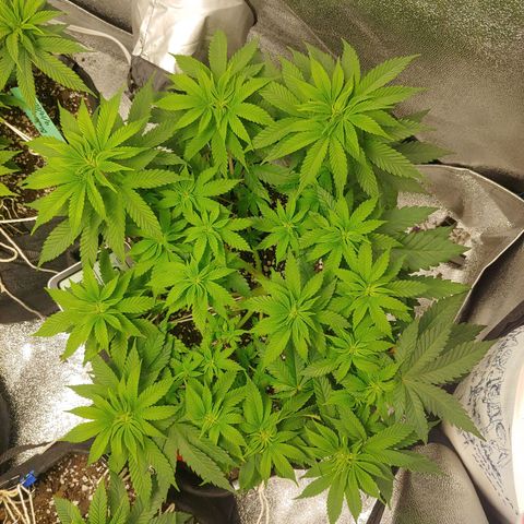 Rilla growlog timeline photo