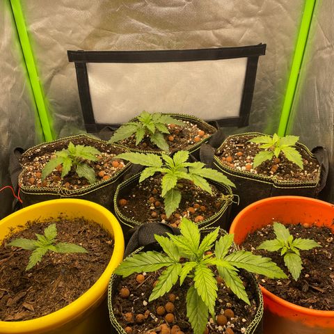 Purple  growlog timeline photo