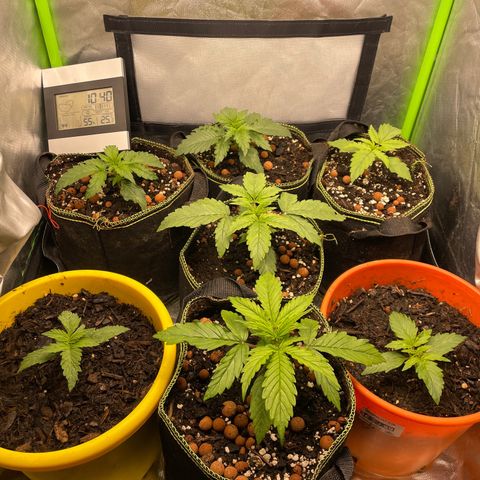 Purple  growlog timeline photo