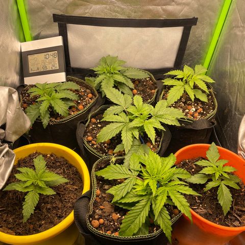 Purple  growlog timeline photo