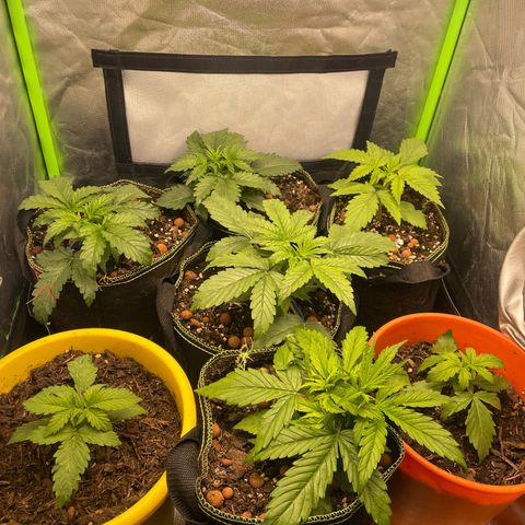 Purple  growlog timeline photo