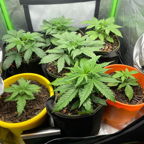 Purple  growlog timeline photo