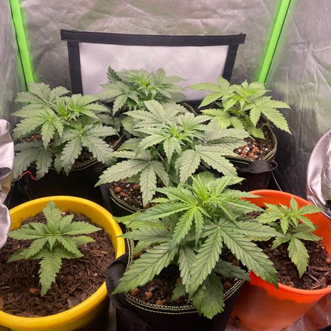 Purple  growlog timeline photo