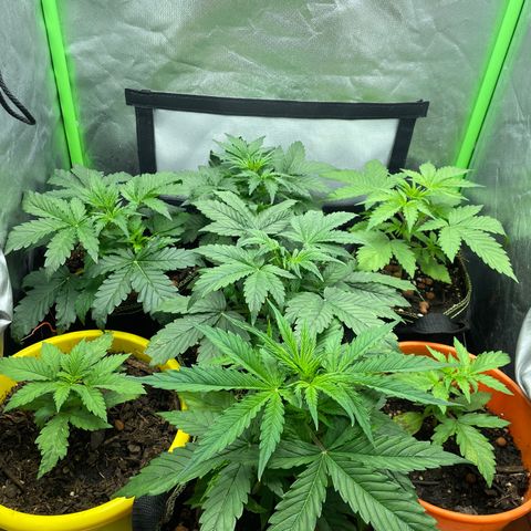 Purple  growlog timeline photo