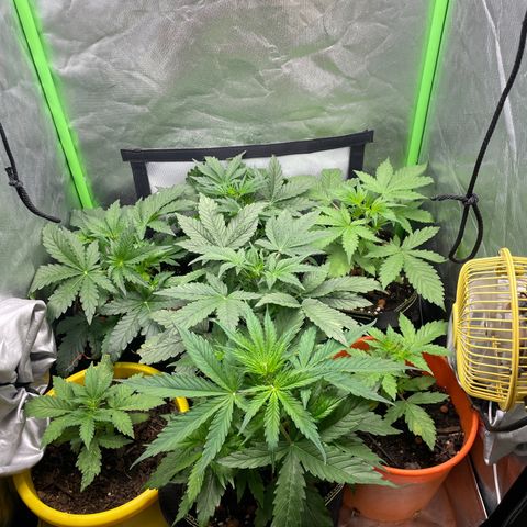 Purple  growlog timeline photo