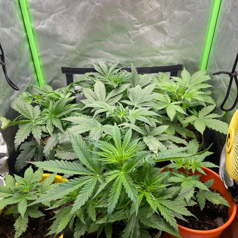 Purple  growlog timeline photo