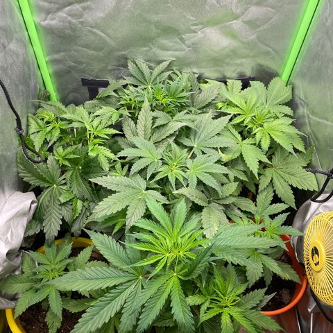 Purple  growlog timeline photo