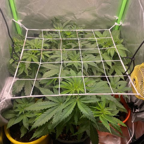 Purple  growlog timeline photo