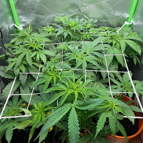 Purple  growlog timeline photo