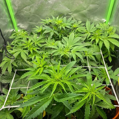 Purple  growlog timeline photo
