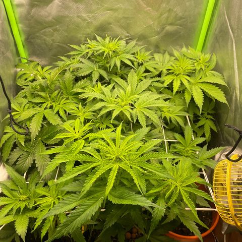 Purple  growlog timeline photo