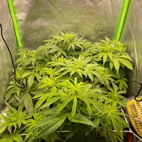 Purple  growlog timeline photo