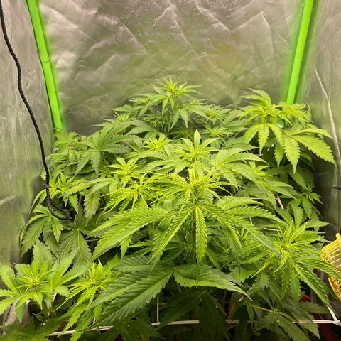 Purple  growlog timeline photo