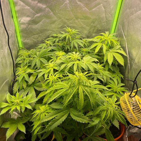 Purple  growlog timeline photo
