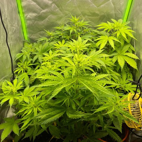Purple  growlog timeline photo