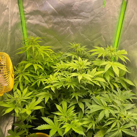 Purple  growlog timeline photo