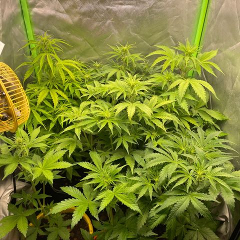 Purple  growlog timeline photo