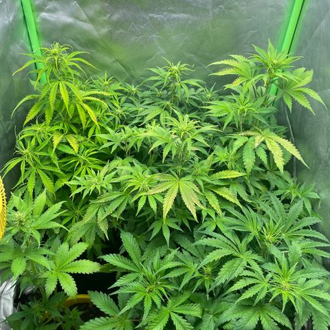 Purple  growlog timeline photo