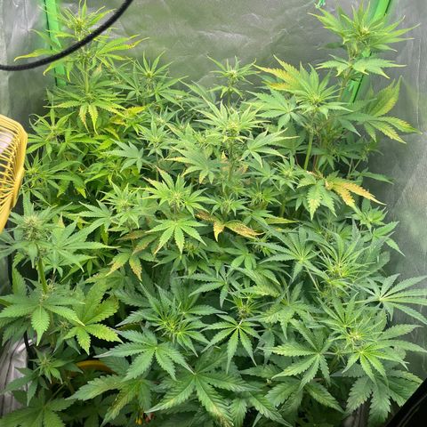 Purple  growlog timeline photo