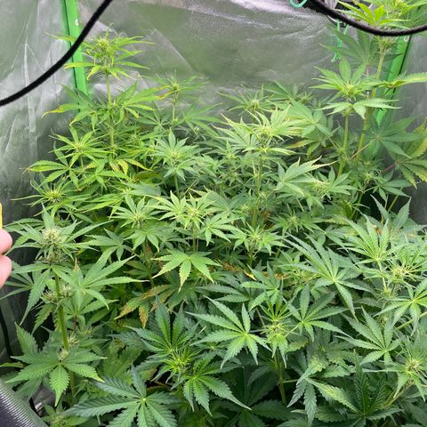 Purple  growlog timeline photo