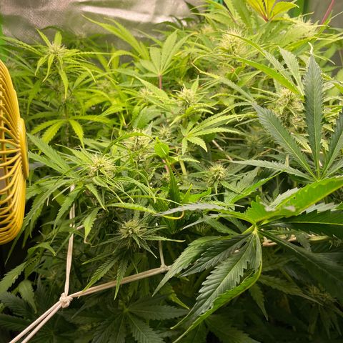 Purple  growlog timeline photo