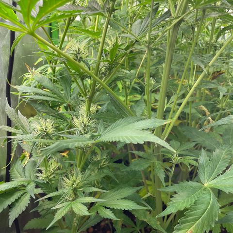 Purple  growlog timeline photo