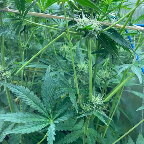 Purple  growlog timeline photo
