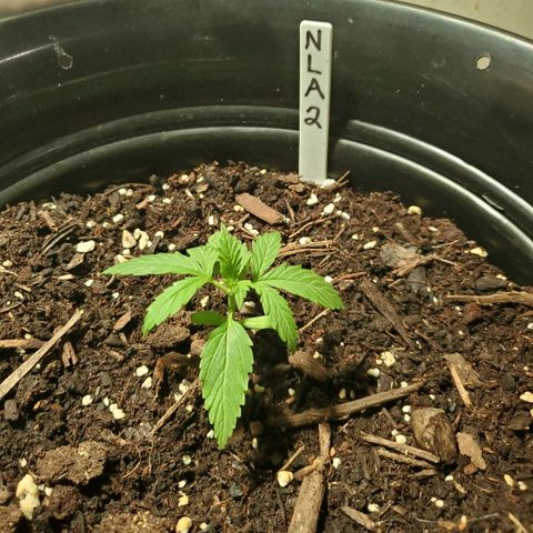 NLA 2 growlog timeline photo