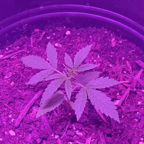 NLA 2 growlog timeline photo