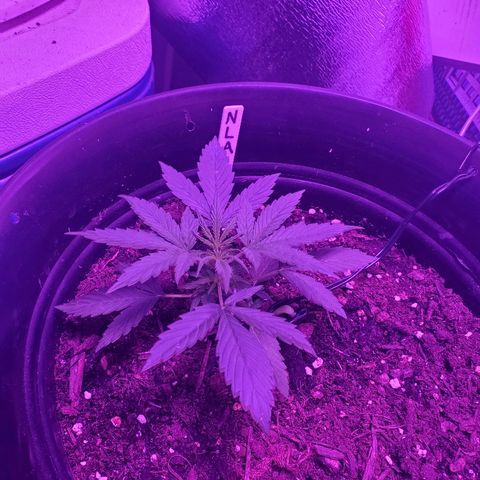 NLA 2 growlog timeline photo