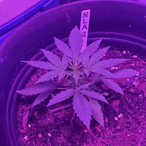 NLA 2 growlog timeline photo