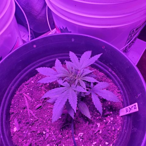 NLA 2 growlog timeline photo