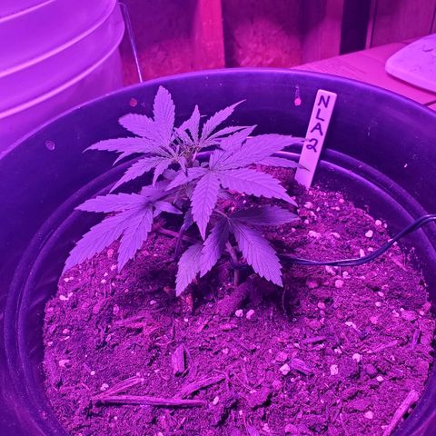 NLA 2 growlog timeline photo