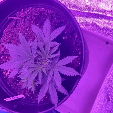 NLA 2 growlog timeline photo