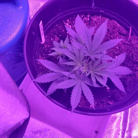 NLA 2 growlog timeline photo