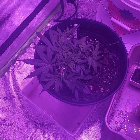 NLA 2 growlog timeline photo