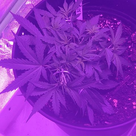 NLA 2 growlog timeline photo