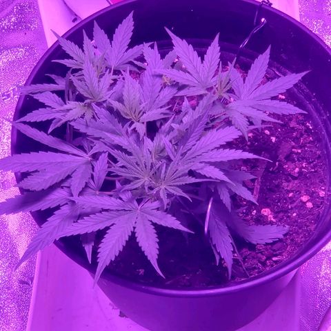 NLA 2 growlog timeline photo