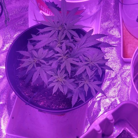 NLA 2 growlog timeline photo