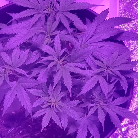 NLA 2 growlog timeline photo