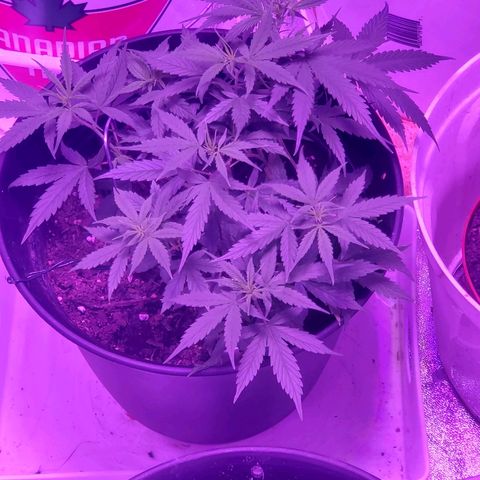 NLA 2 growlog timeline photo